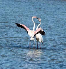 Courting Pink Flamingoes