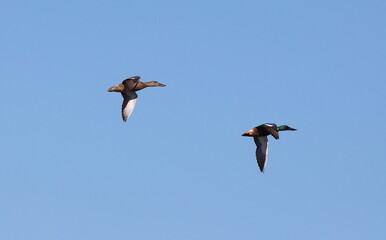 Shoveler ducks in flight
