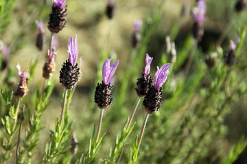 Wild Lavender flowers