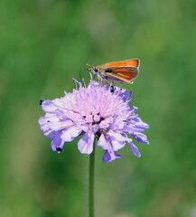 Small Skipper butterfly on purple flower
