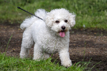 Bichon Frise out for a walk