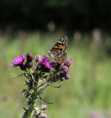 Painted Lady butterfly on thistle flowers