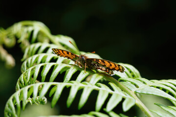 A Heath Fritillary Butterfly basking on a bracken leaf.