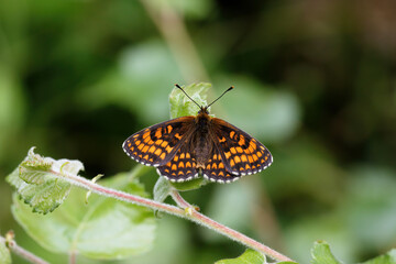 A Heath Fritillary Butterfly basking on green leaves.