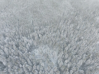 Aerial view on the Forest. Winter Landscape. Forest under snow. Drone Photography