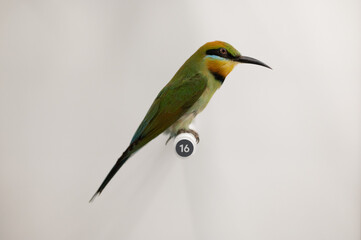 Animal for composition