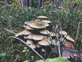 mushrooms in a forest 4