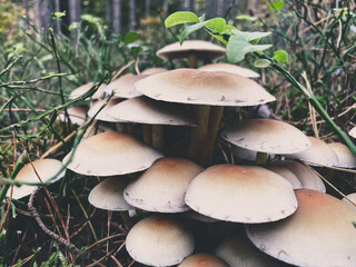mushrooms in a forest 3