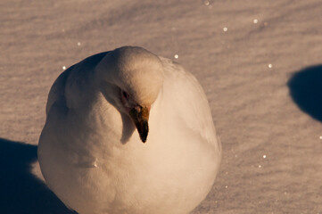 Chionis alba