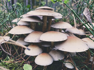 mushrooms in a forest 2