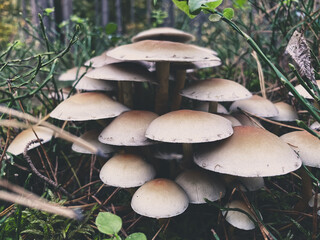 mushrooms in a forest 1