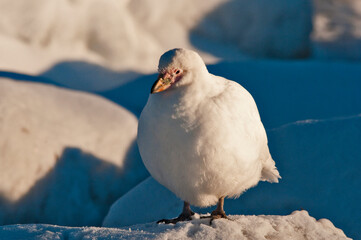 Chionis alba