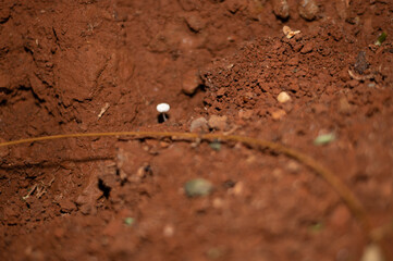 Fungi, Sunshine Coast, Queensland Australia