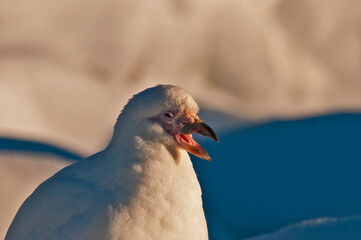 Chionis alba © rubbersoulroad