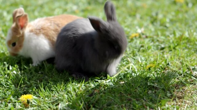 Two little cute fluffy baby rabbits on green grass in 4K VIDEO. Black and brown-white easter bunny on spring lawn discovers life. Organic farming, animal rights, back to nature concept.