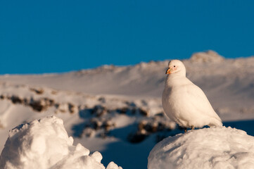 Chionis alba © rubbersoulroad