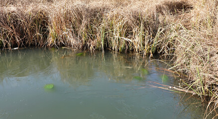 Grass plant in winter