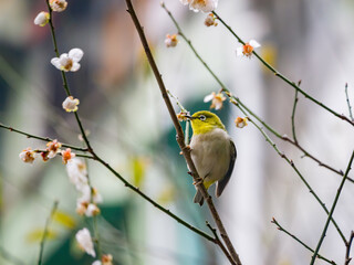 Close up shot of the cute Warbling white-eye