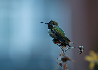 close up of one Anna's hummingbird resting on the tip of a branch in the park on an overcast day
