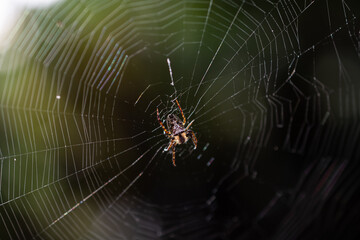spider in web