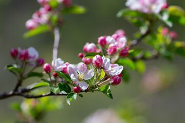  branch of blossoming apple tree in spring. High quality photo 