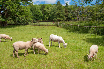 sheep in the field