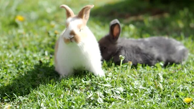 Two little cute fluffy baby rabbits on green grass in 4K VIDEO. Black and brown-white easter bunny on spring lawn discovers life. Organic farming, animal rights, back to nature concept.