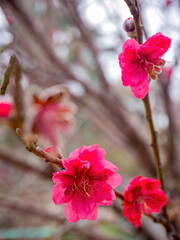 Close up shot of Plum blossom