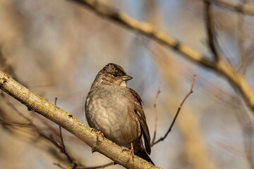 close up of a sparrow resting on the leafless branch on a sunny winter morning in the park
