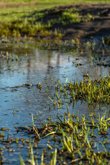 a big puddle in an open field with green grasses start to pop up from the muddy surface on a sunny day
