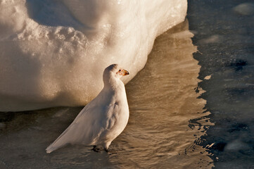 Chionis alba © rubbersoulroad