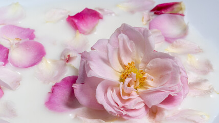 Macro pink open rose and petals in milk. Natural flower background