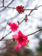 Close up shot of Plum blossom