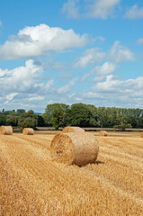 Fototapeta premium Straw bales in a summertime field