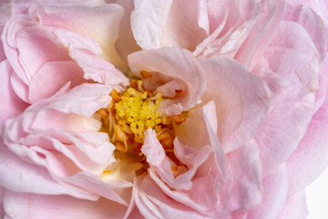 Pink open rose close-up. Floral pastel background. Soft focus, macro.