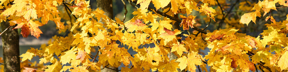 background of autumn leaves