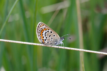 A Silver-studded Blue resting on a grass stem.