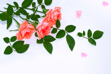 Bright colorful flower rose. floral background