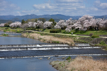 春の鴨川　京都市