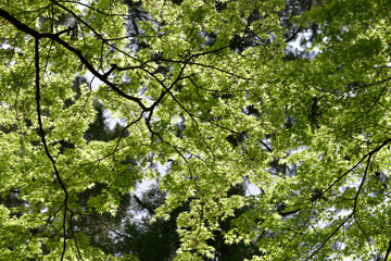 新緑の森