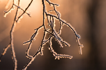 frost on branches