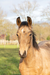 A head of one year old horses in the pasture. A light brown, yellow foal looks straight into the camera