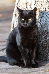 Portrait of a chic black cat with yellow eyes on a sunny day coclo tree on the street.
