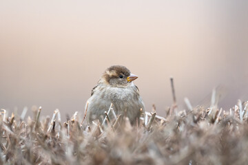 Common Sparrow, Passer domesticus on a bush with a nice blurry background
