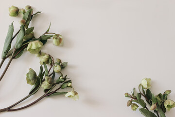 Spring floral frame, banner. Green hellebores flowers on neutral beige champagne table background. Empty copy space. Flat lay, top view. Natural minimal composition. Feminine styled photo.