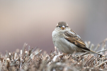 House Sparrow, Passer domesticus standing on a bush