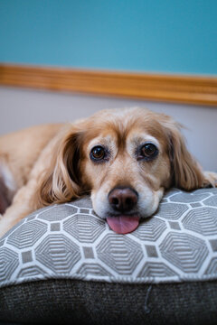 Dog on couch with tongue out