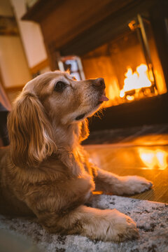 Dog by fireplace