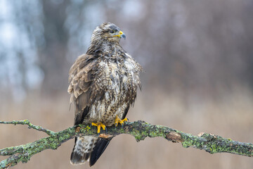 Buzzard in the snow and rain