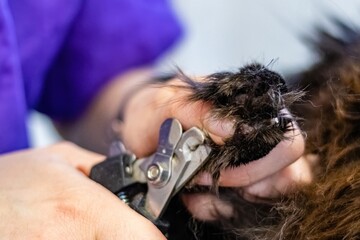 Cat nail safety trimming with clippers at grooming salon